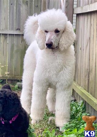 MonarchPoodles Picture 3